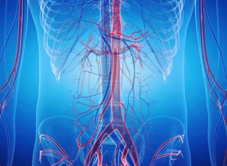 A graphic showing arteries and veins, highlighting the aorta and vessels around it